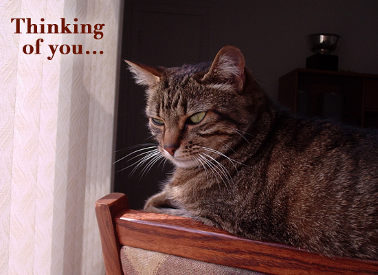 Thinking of You - Cute Cat