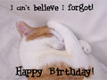 Birthday - Cute Cat