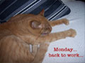 Monday - Cute Cat