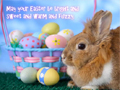 Easter Bunny Video