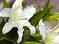 Glowing Easter Lilies