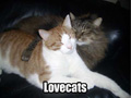 Love Cats
