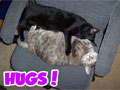 Hugs! - Cute Cat